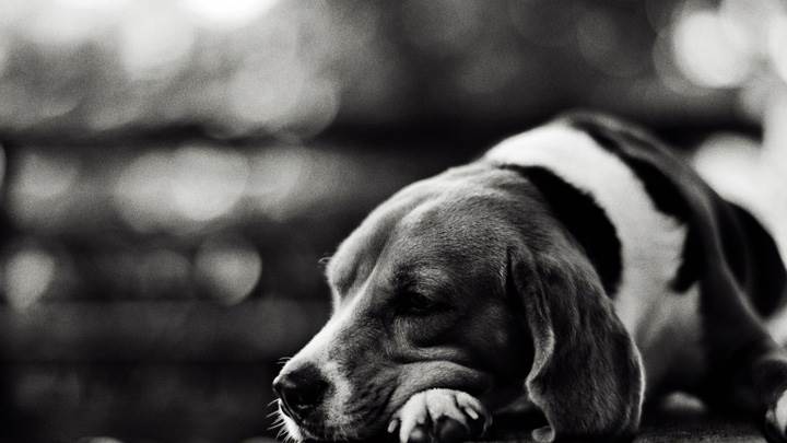 Cute Dog Sleeping Black N White Picture